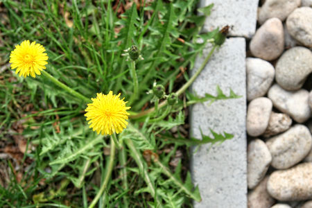 Winning the Battle Against Weeds: Comprehensive Weed Control Strategies