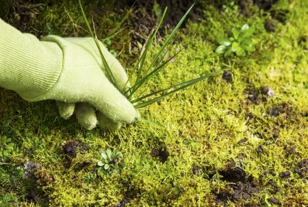 Crabgrass: How to Stop It Before It Takes Over