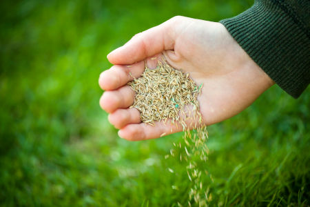 The Green Revolution: How to Choose and Apply the Perfect Lawn Fertilizer