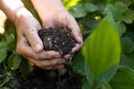 Achieving a Lush Lawn: Expert Tips on Fertilization and Weed Control