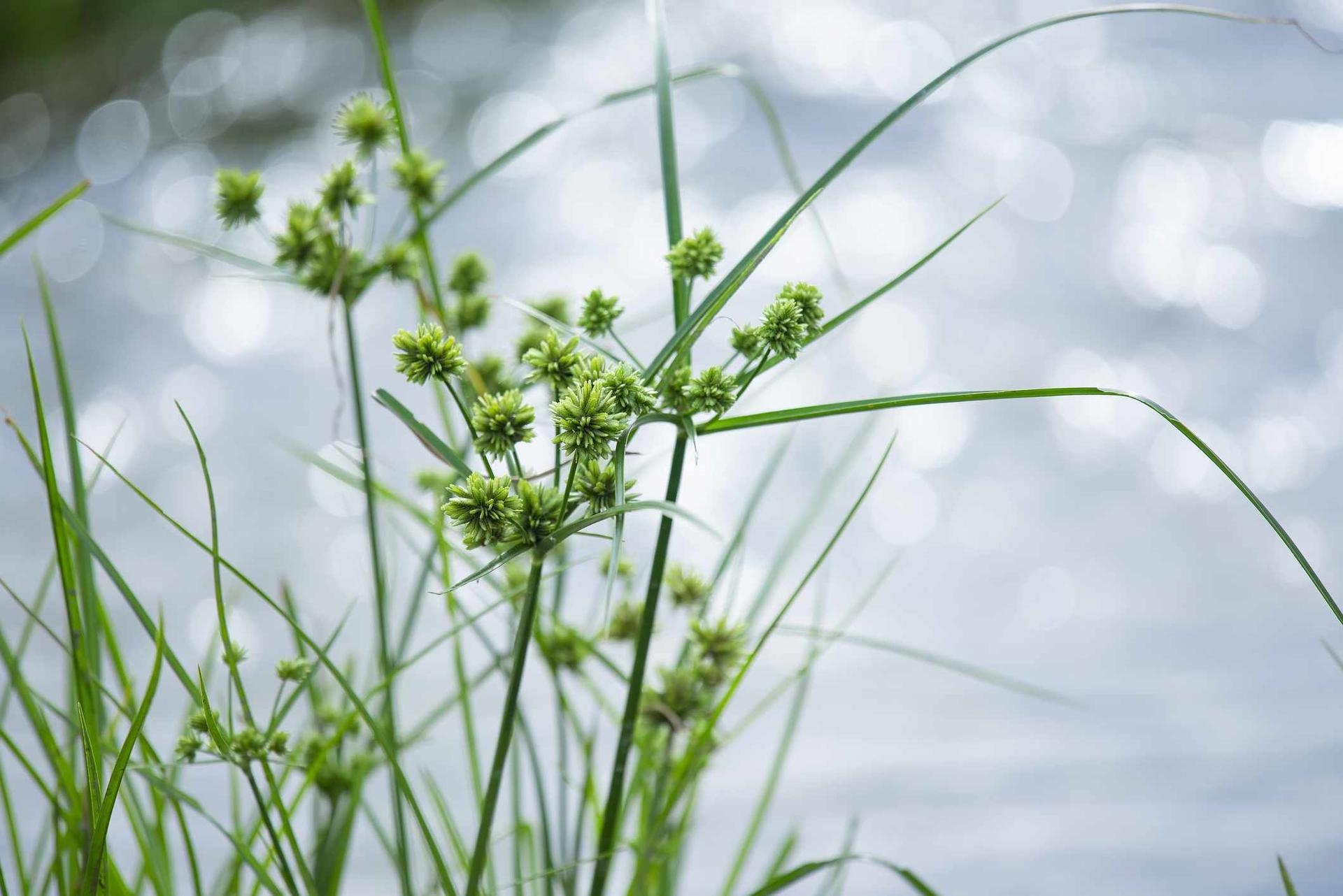 Nutsedge a stubborn lawn invader og