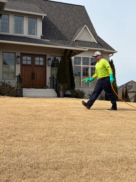 Why winter weeds appear in birmingham lawns