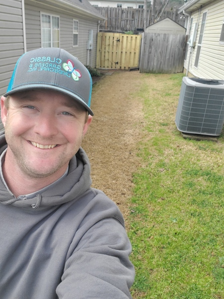 Why winter weeds appear in birmingham lawns