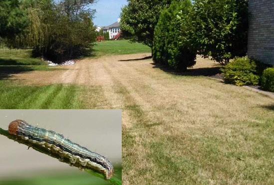 Army worm