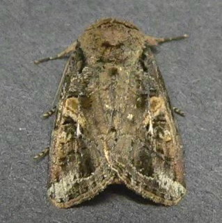Army worm