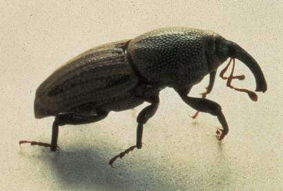 Billbug adult