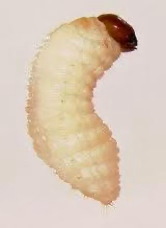 Billbug larvae