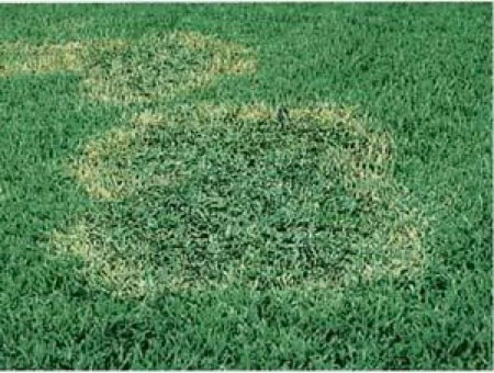 Brown patch