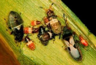 Cinch bug