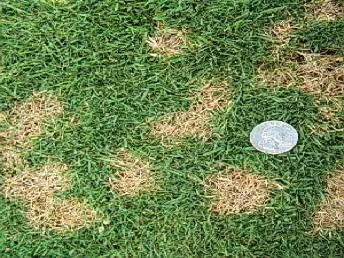 Dollar spot
