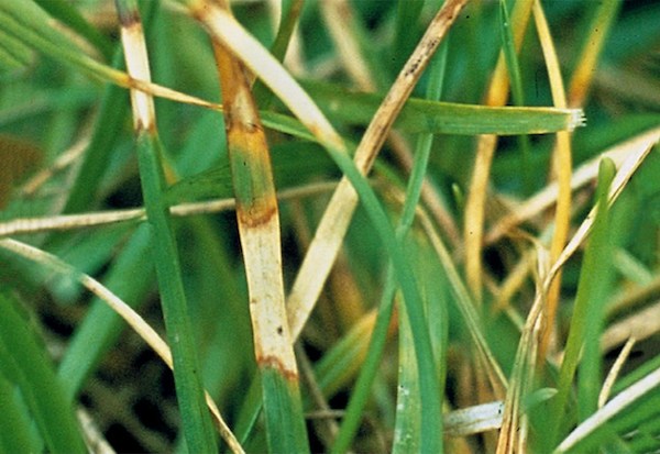 Dollar spot