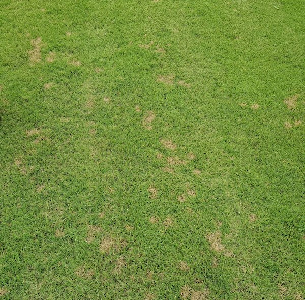 Dollar spot