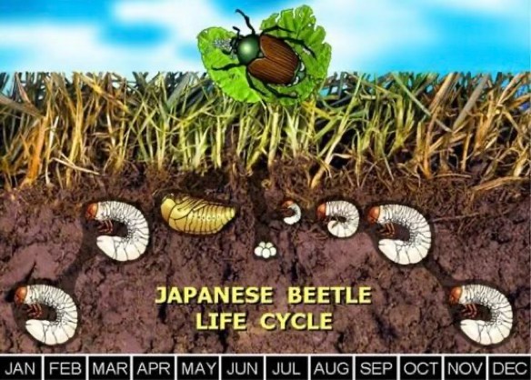 Grubs