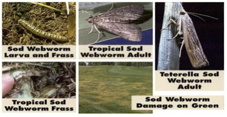 Sod webworms