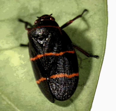 Spittlebug