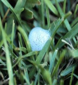 Spittlebug